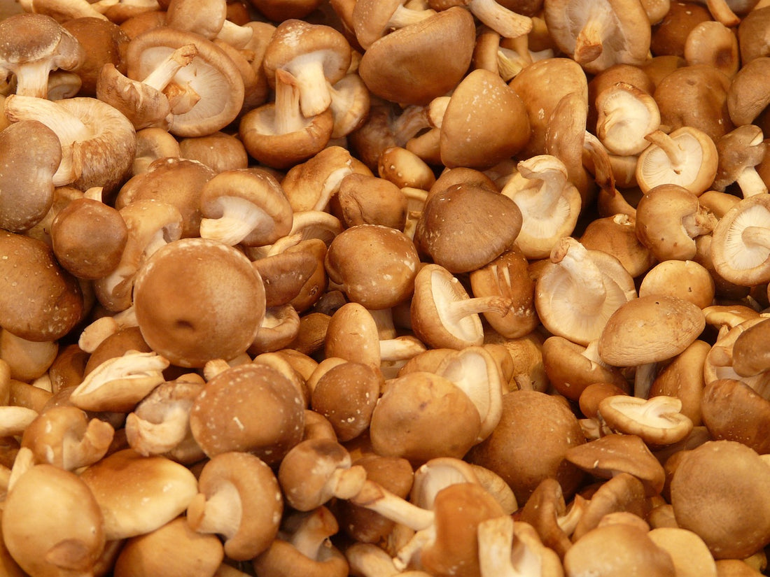 The Power of Shiitake Mushrooms: 8 Remarkable Benefits